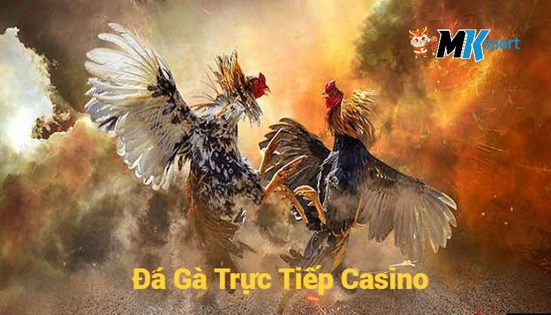 Giới thiệu về trò chơi đá gà trực tiếp casino tại MKsport